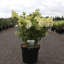 Hydrangea paniculata BOBO (PBR) cont. 10L 40-50 cm +p