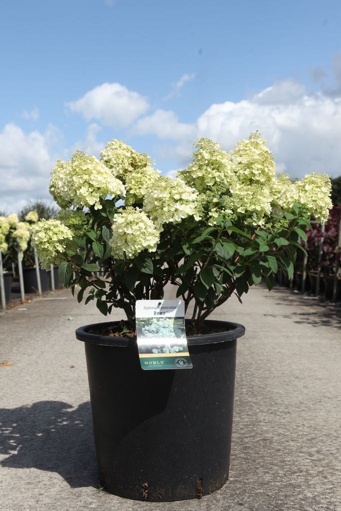 Hydrangea paniculata BOBO (PBR) cont. 25L 60-70 cm +ф