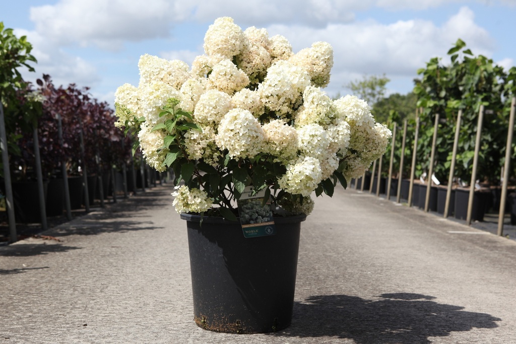 Hydrangea paniculata BOBO (PBR) cont. 25L 60-70 cm +f