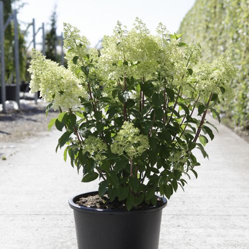 [P] Hydrangea paniculata BOBO (PBR) cont. 25L 60-70 cm +p