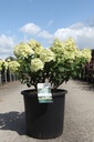 Hydrangea paniculata BOBO (PBR) cont. 25L 60-70 cm +ф