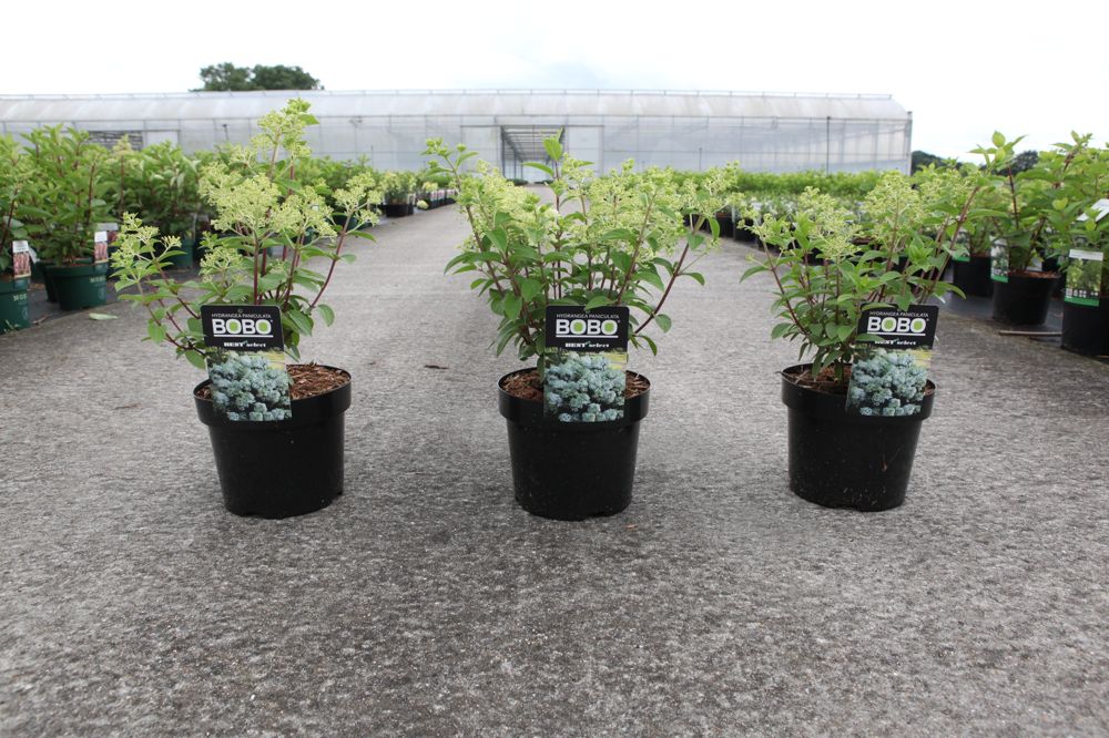 [P] Hydrangea paniculata BOBO (PBR) cont. 3,6L 30-40 cm +ф