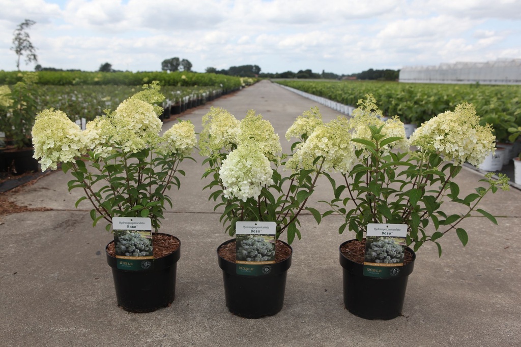 Hydrangea paniculata BOBO (PBR) cont. 3,6L 30-40 cm +ф