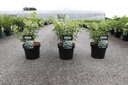 Hydrangea paniculata BOBO (PBR) cont. 3,6L 30-40 cm +p