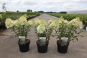 Hydrangea paniculata BOBO (PBR) cont. 3,6L 30-40 cm +p