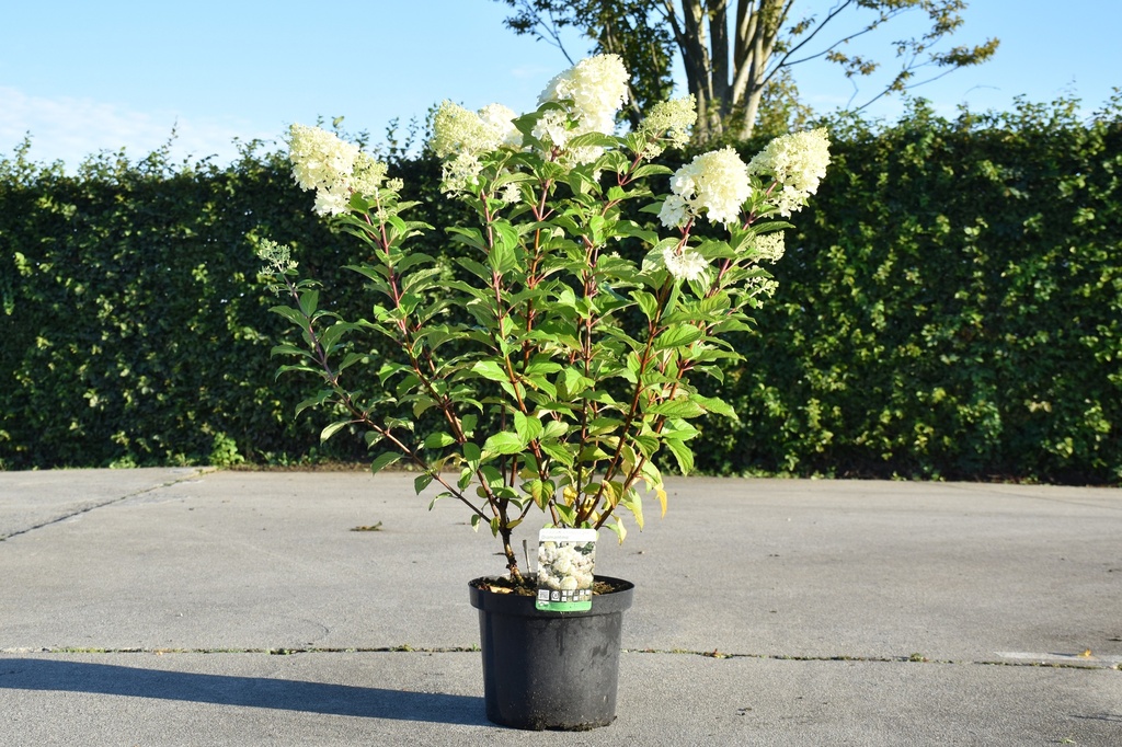 [P] Hydrangea paniculata DIAMANTINO (PBR) Kont. 10L 50-60 cm +B
