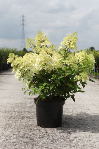 Hydrangea paniculata DIAMANTINO (PBR) cont. 10L 50-60 cm +ф