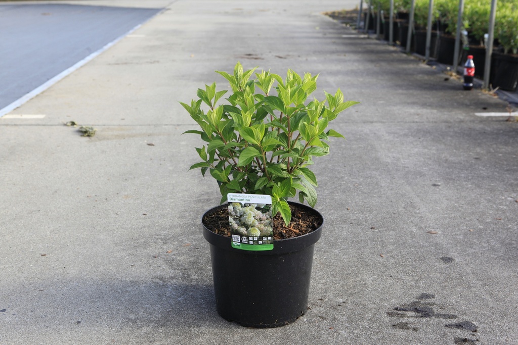 Hydrangea paniculata DIAMANTINO (PBR) cont. 10L 50-60 cm +B