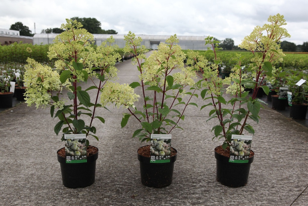 Hydrangea paniculata DIAMANTINO (PBR) cont. 3,6L 40-50 cm +f