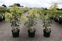 Hydrangea paniculata DIAMANTINO (PBR) cont. 3,6L 40-50 cm +f