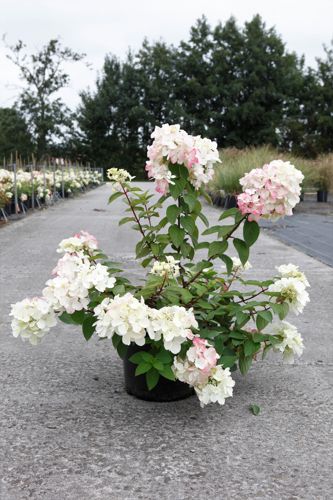 Hydrangea paniculata DIAMANT ROUGE (PBR) cont. 10L 50-60 cm +ф