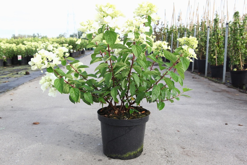 [P] Hydrangea paniculata DIAMANT ROUGE (PBR) cont. 10L 50-60 cm +ф