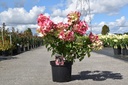 Hydrangea paniculata DIAMANT ROUGE (PBR) cont. 10L 50-60 cm +f