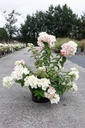 Hydrangea paniculata DIAMANT ROUGE (PBR) cont. 10L 50-60 cm +p