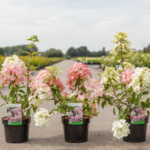 Hydrangea paniculata DIAMANT ROUGE (PBR) cont. 3,6L 30-40 cm +ф