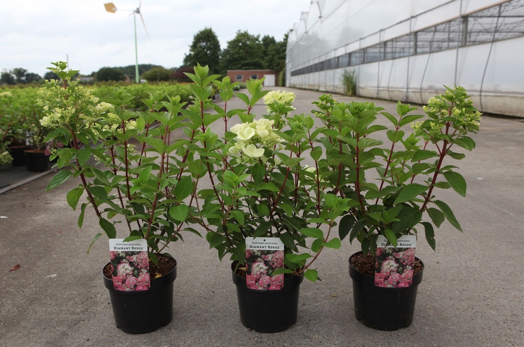 [P] Hydrangea paniculata DIAMANT ROUGE (PBR) cont. 3,6L 30-40 cm +B