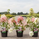 Hydrangea paniculata DIAMANT ROUGE (PBR) cont. 3,6L 30-40 cm +B