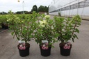 Hydrangea paniculata DIAMANT ROUGE (PBR) cont. 3,6L 30-40 cm +p