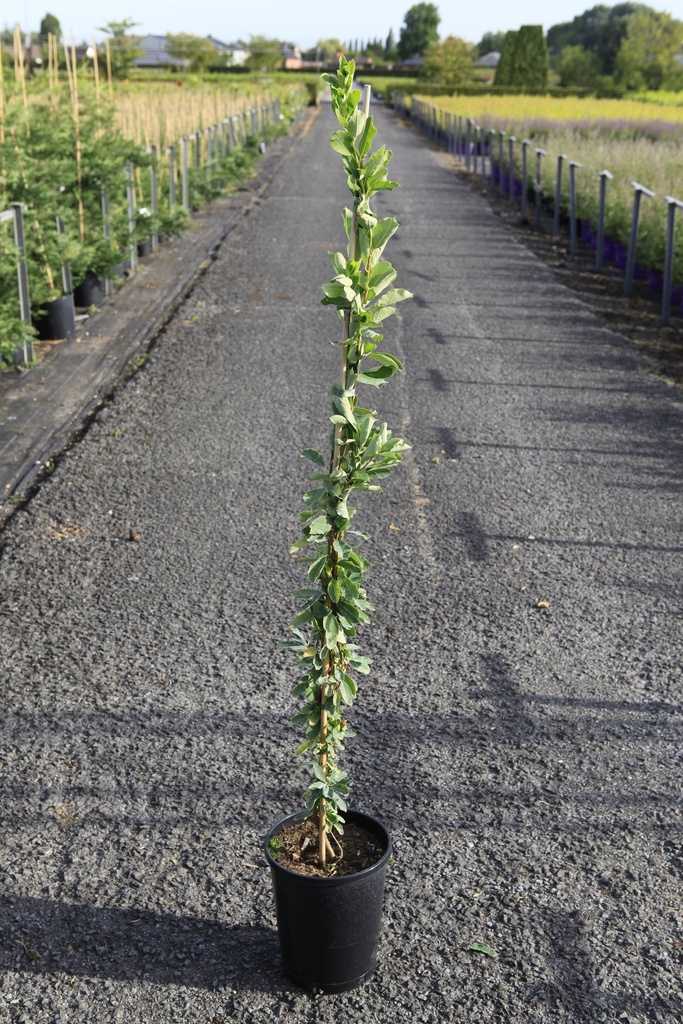 Exochorda 'The Bride' cont. 7L hoog 125-150 cm +f