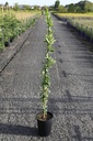 Exochorda 'The Bride' cont. 7L high 125-150 cm +p