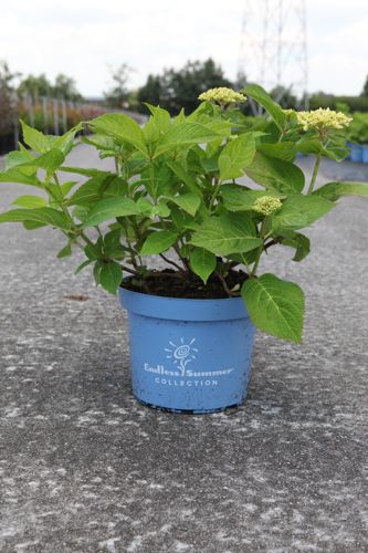 Hydrangea macrophylla Endless Summer® THE ORIGINAL cont. 5L deco (rose) +p