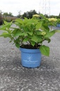 Hydrangea macrophylla Endless Summer® THE ORIGINAL cont. 5L deco (pink) +ф