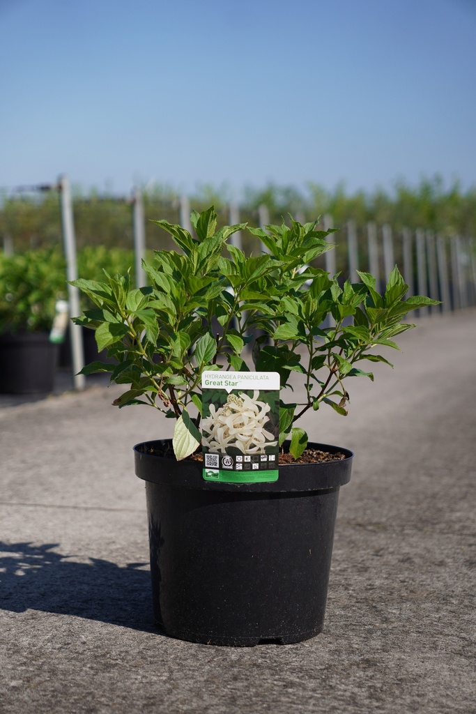 Hydrangea paniculata GREAT STAR (PBR) cont. 10L 60-80 cm +ф