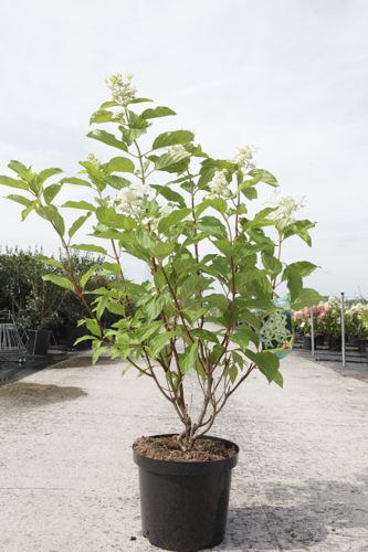 Hydrangea paniculata GREAT STAR (PBR) cont. 10L 60-80 cm +B