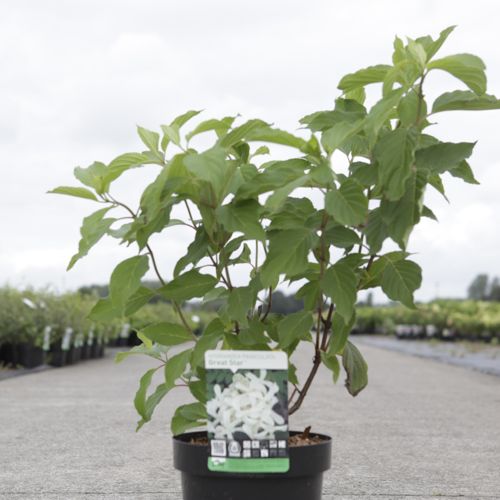 Hydrangea paniculata GREAT STAR (PBR) cont. 3,6L 40-50 cm +B