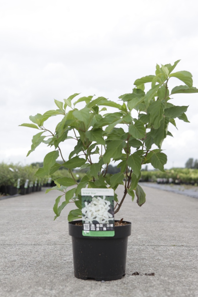 Hydrangea paniculata GREAT STAR (PBR) cont. 3,6L 40-50 cm +p