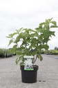 Hydrangea paniculata GREAT STAR (PBR) cont. 3,6L 40-50 cm +p