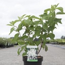 Hydrangea paniculata GREAT STAR (PBR) cont. 3,6L 40-50 cm +p
