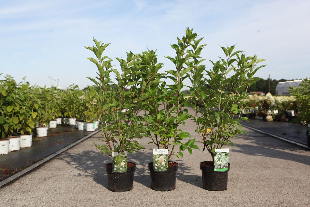 Hydrangea paniculata 'Kyushu' cont. 3,6L 40-50 cm +ф