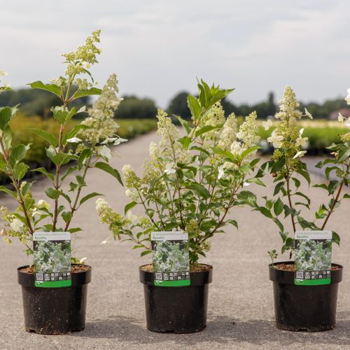 Hydrangea paniculata 'Kyushu' cont. 3,6L 40-50 cm +p