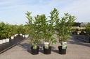 Hydrangea paniculata 'Kyushu' cont. 3,6L 40-50 cm +ф