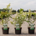 Hydrangea paniculata 'Kyushu' cont. 3,6L 40-50 cm +ф