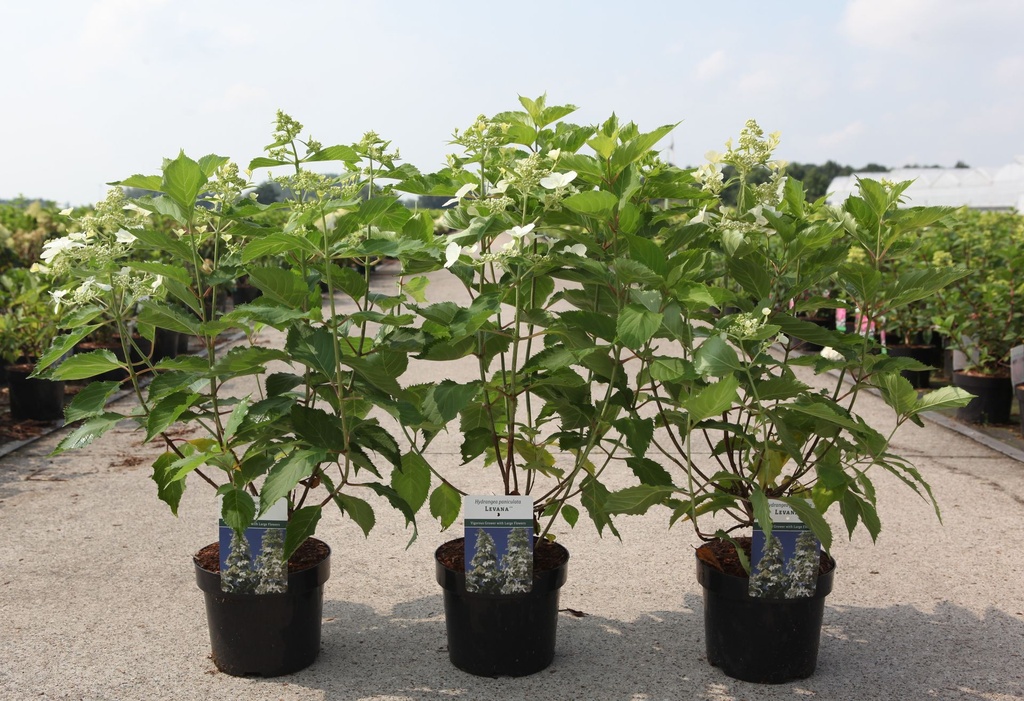 Hydrangea paniculata 'Levana' (PBR) cont. 3,6L 40-50 cm +p