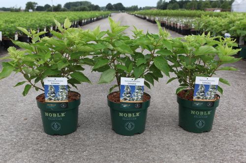 Hydrangea paniculata 'Levana' (PBR) cont. 3,6L 40-50 cm +p