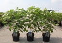 Hydrangea paniculata 'Levana' (PBR) cont. 3,6L 40-50 cm +ф