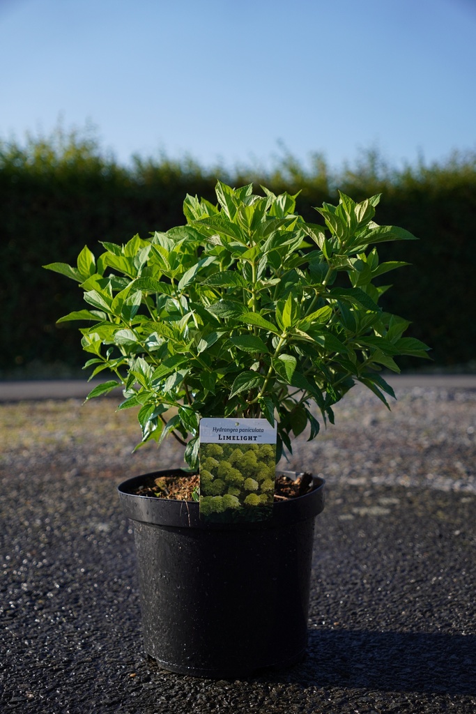 Hydrangea paniculata 'Limelight' (PBR) cont. 10L 60-80 cm +f