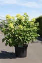 Hydrangea paniculata 'Limelight' (PBR) cont. 10L 60-80 cm +f