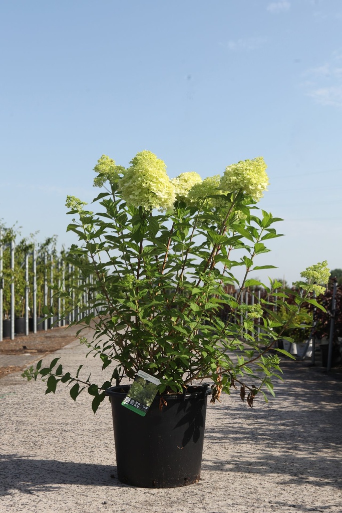 Hydrangea paniculata 'Limelight' (PBR) cont. 30L 100/+ cm +ф