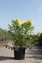 Hydrangea paniculata 'Limelight' (PBR) cont. 30L 100/+ cm +ф