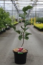 Magnolia BLACK TULIP (PBR) Kont. 10L 80-100 cm +B