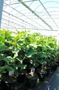 Magnolia BLACK TULIP (PBR) cont. 10L 80-100 cm +ф