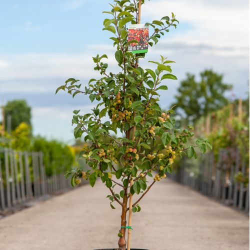 Malus EVERESTE® cont. 12L 125-150 cm feathered +ф