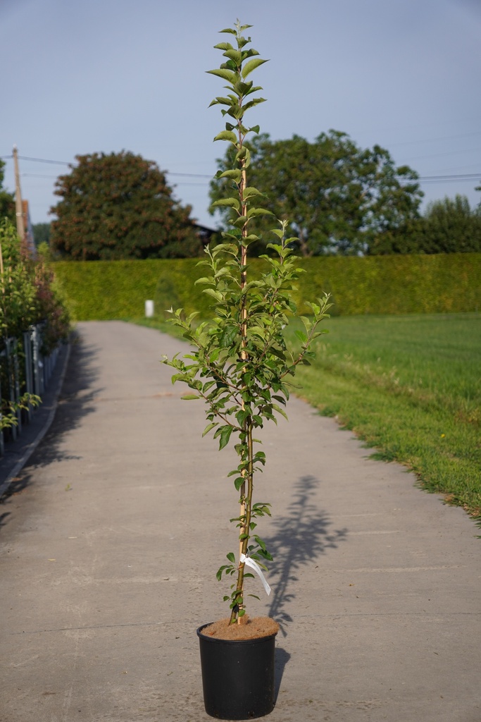 [P] Malus EVERESTE® cont. 12L 125-150 cm junger Baum +B