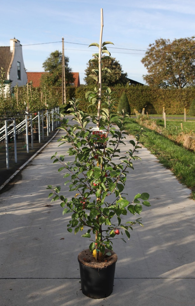 [P] Malus EVERESTE® vaso 12L 175/+ cm piumato +f