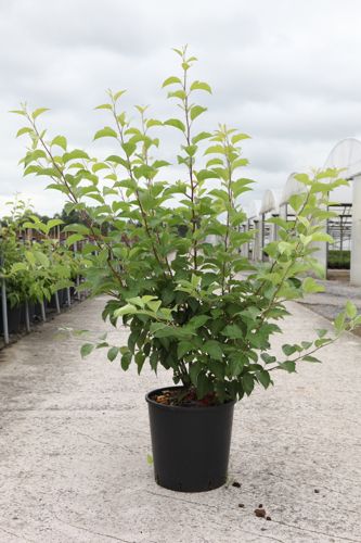 Malus EVERESTE® cont. 18L 100/+ cm +ф