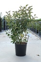 Malus EVERESTE® cont. 18L 100/+ cm +f